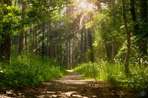 Forest Light